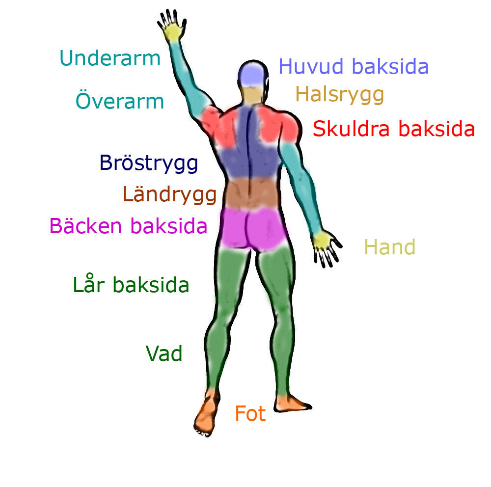 anatomiska regioner baksida