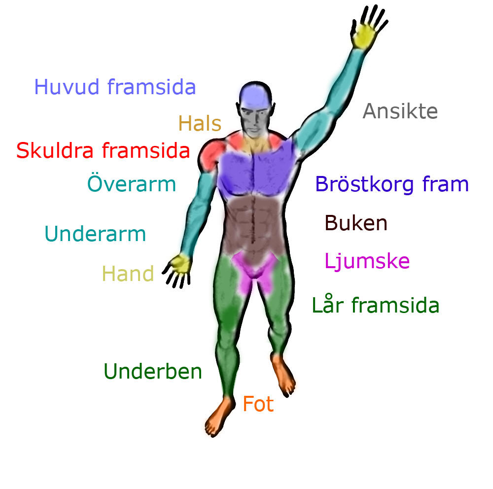 anatomiska regioner framsida
