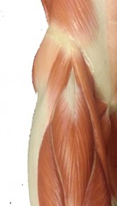 Knäppande höft så kallad snapping hip kan komma från muskelsenor vid höften.