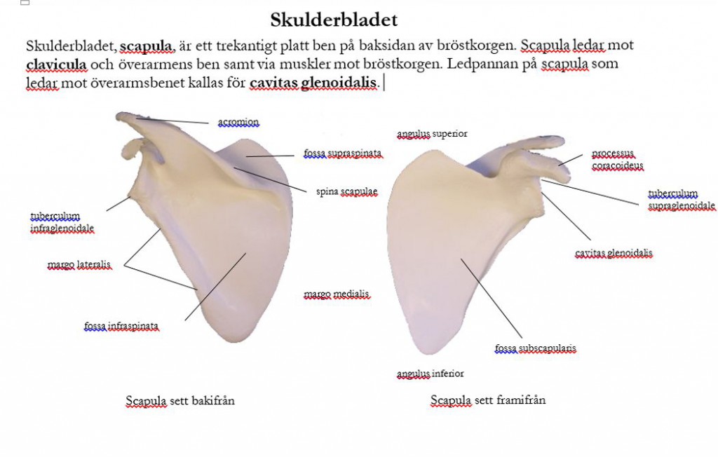 skulderbladet_anatomi