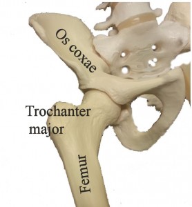Trochanter major är en del av lårbenet (femur).